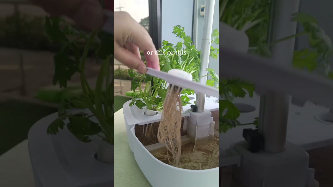 𝗧𝘂𝗿𝗻 𝘆𝗼𝘂𝗿 𝗯𝗮𝗹𝗰𝗼𝗻𝘆 𝗶𝗻𝘁𝗼 𝗮 𝗴𝗿𝗲𝗲𝗻 𝘀𝗽𝗮𝗰𝗲 𝗮𝗻𝗱 𝘀𝘁𝗮𝗿𝘁 𝗴𝗿𝗼𝘄𝗶𝗻𝗴 𝘁𝗼𝗱𝗮𝘆! 𝘚𝘦𝘯𝘥 𝘶𝘴 𝘢 𝘮𝘦𝘴𝘴𝘢𝘨𝘦 𝘵𝘰 𝘭𝘦𝘢𝘳𝘯 𝘮𝘰𝘳𝘦.