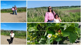 Aj k ghurte giye hoye gelo prochondo mon kharap? Strawberry tulte gelam Craigie's Farm, Edinburgh UK