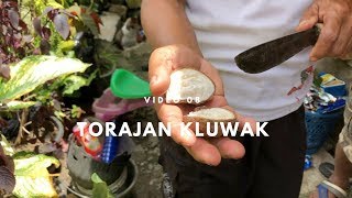 Download lagu Tana Toraja Kluwak 08 Indonesian food Tana Toraja Kluwak 08 Indonesian food