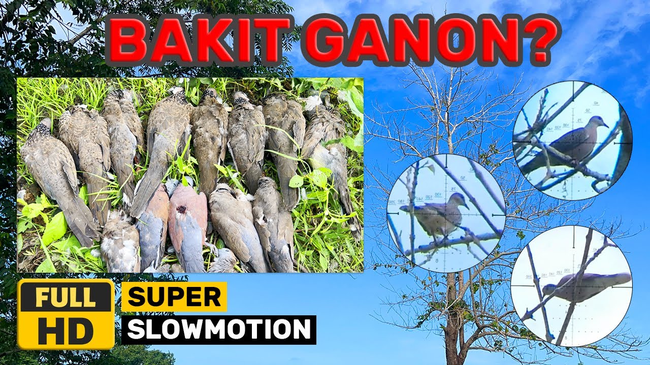 ⨁ BAKIT GANON? - AIRGUN HUNTING - WILD DOVES