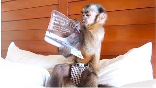 Baby Monkey Explores Beach Hotel Room!