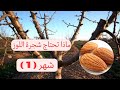 ماذا تحتاج شجرة اللوز في شهر 1 جانفي يناير