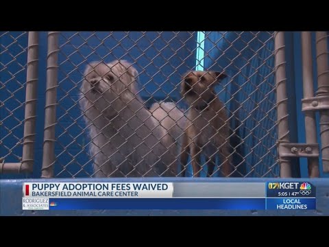 Adoption fees waived at Bakersfield Animal Care Center