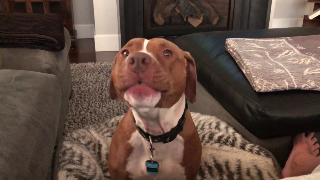 youtube staffies
