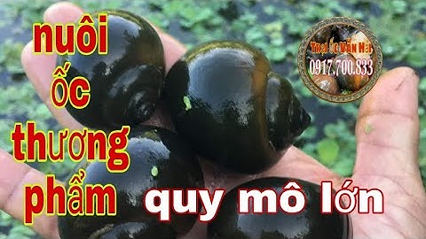 NUÔI ỐC BƯƠU THƯƠNG PHẨM VỚI QUY MÔ LỚN|TRẠI ỐC VĂN HẢI☎️0917.700.833
