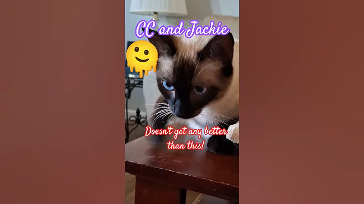 Video 11868521: cat kitten meow siamese, siamese cat pets kitten, siamese cat meowing cute