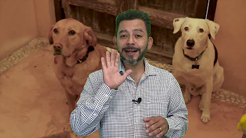 ¿Cuánto tarda un perro nuevo en adaptarse a otro perro?