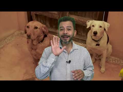 Video: Preparando tu hogar para un nuevo perro mayor