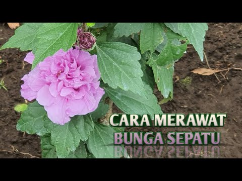 Video: Pohon Peony, Kembang Sepatu, Juniper