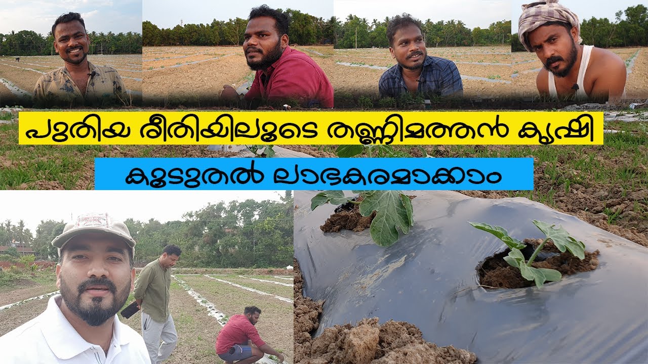 55 ദിവസം കൊണ്ട് തണ്ണിമത്തൻ കൃഷിയിലൂടെ എങ്ങനെ പണം സമ്പാദിക്കാം | Watermelon cultivating techniques