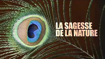BIOMIMÉTISME |  Le FUTUR inspiré du Vivant