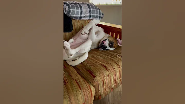 American Bulldog Mike 🐶❤️