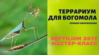 Террариум для богомола. Reptilium 2019 (весна). Мастер-класс по оформлению Террариум для богомола. Reptilium 2019 (весна). Мастер-класс по оформлению