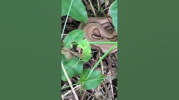 Honey bee swarm trap and a surprise guest