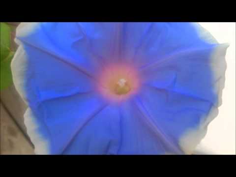 COOL BLUE HALO Some Other World