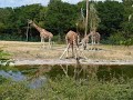 11.07.2019 Tierpark, Giraffe trinkt
