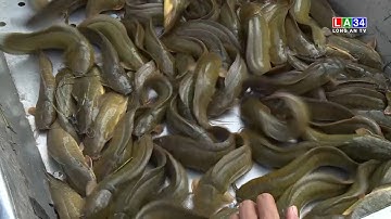 Hướng đi ổn định cho cá trê vàng | LONG AN TV