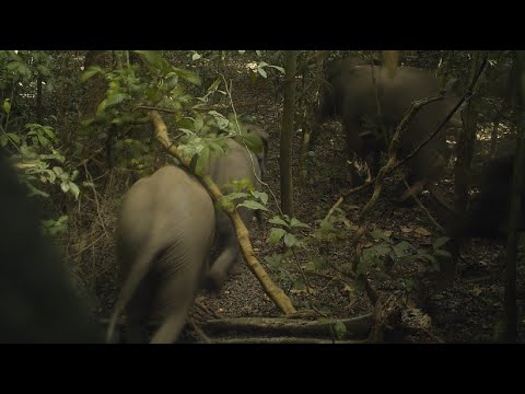 Seltene Riesen: Schutz für Waldelefanten