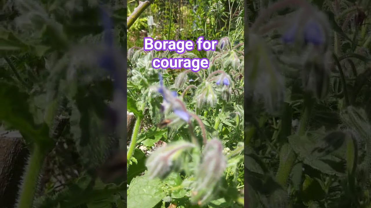 🦋 Borretsch das Mutmacherkraut 