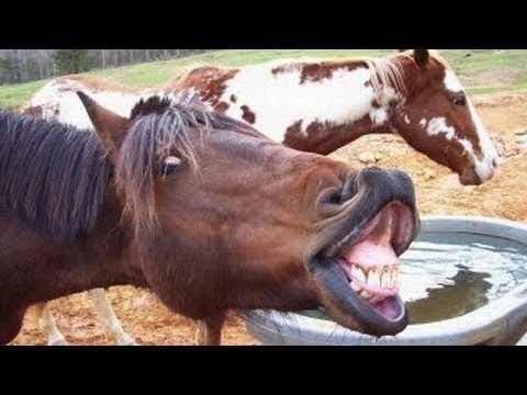 Çığlık Ve Komik Sesler Çıkararak Hayvanları - Komik Hayvan Sesi Derleme Bölüm 2
