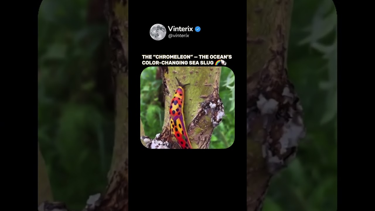 The Chromeleon slug, scientifically known as Chromodoris lochi, is a species of chromodorid nudibran