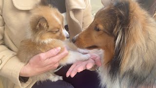 There was a strange baby sheltie in the house.