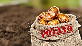 I...am...POTATO | Potato Simulator screenshot 1