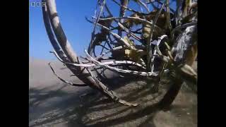 David Attenborough, tumble weed, The Private Life of Plants BBC Two