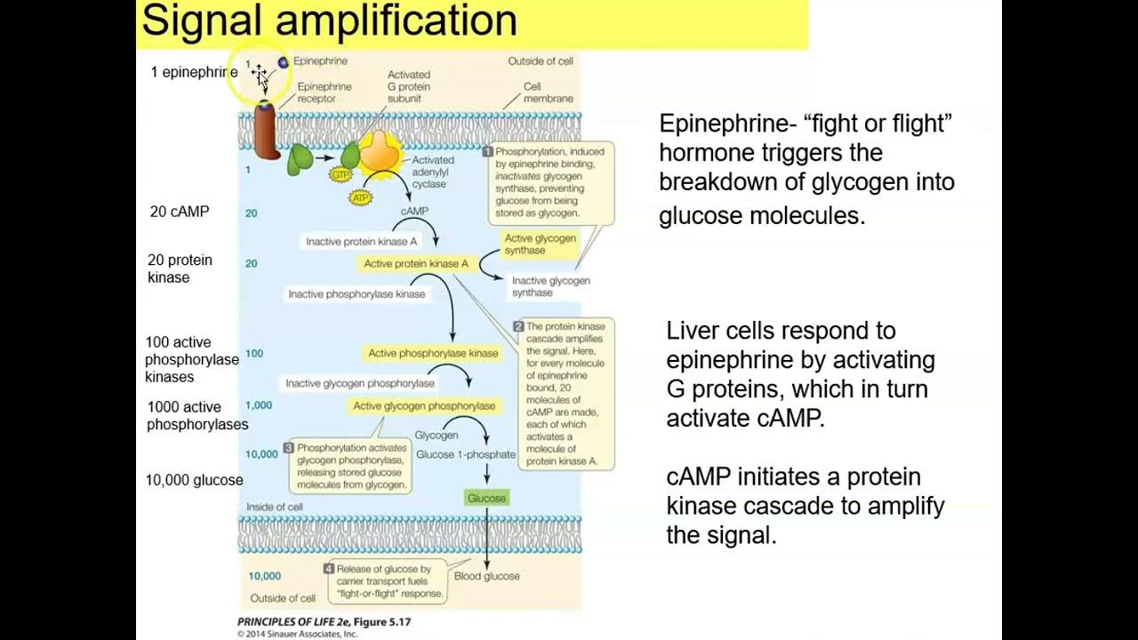 Cell Communication Unit Cell Signaling Transduction and Signal