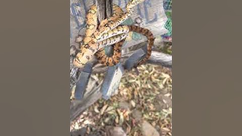 Amazon Tree Boa quick handling tip