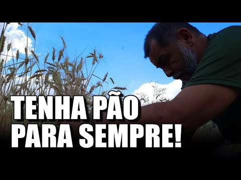 Vídeo: Como se debulha o trigo?