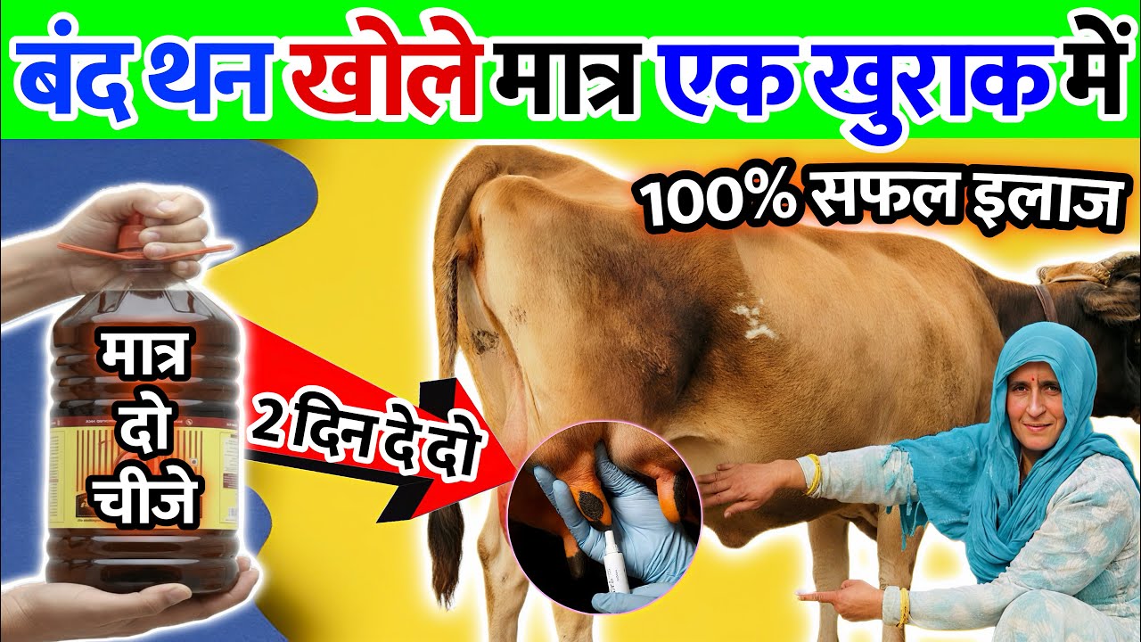 गाय-भैंस का थन बंद है या दूध कम आ रहा है? 2 दिन दे दो ये चीज़👉थन खुल जाएगा 🥛Cow band than khole 🐄 