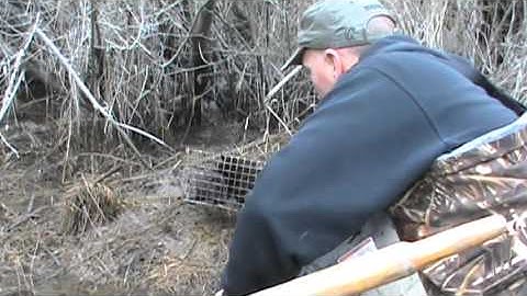 Cage Trapping Mink
