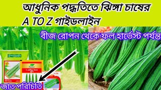 ঝিঙ্গা চাষ পদ্ধতি, ঝিঙ্গা চাষের এ টু জেড গাইডলাইন,Jhinga Chash Poddhoti