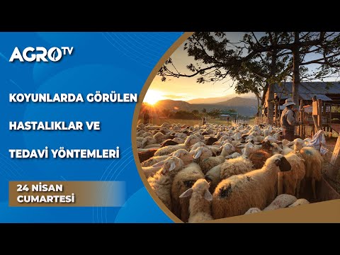 Koyunlarda Görülen Hastalıklar ve Tedavi Yöntemleri / Dr. Koyunu - Agro TV