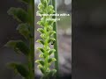 Microtis media or Common Mignonette orchid with an ant.Western Australia