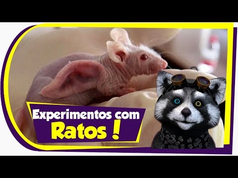 Vídeo: A Venda Incluirá Orelhas Humanas Levantadas Nas Costas De Um Rato - Visão Alternativa