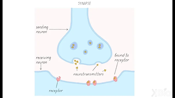 How Neurons Communicate