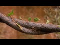 Ants compilation with relaxing music for sleeping studying