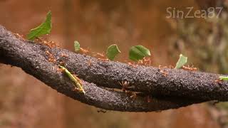 Ants Video Compilation with relaxing music for sleeping, studying HD screenshot 4