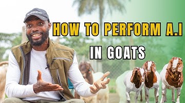 STEP BY STEP PRACTICAL DEMONSTRATION OF HOW TO CONDUCT ARTIFICIAL INSEMINATION IN GOATS