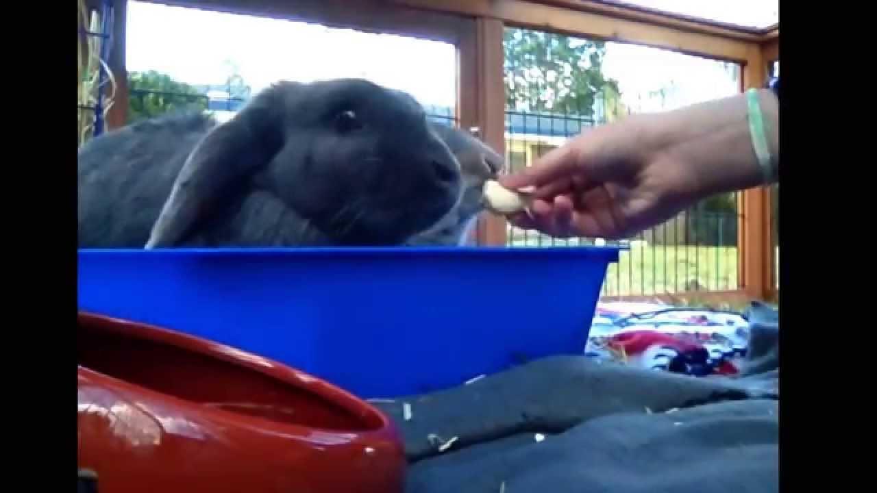 Holly and Marshmallow love Banana! HollyBunny YouTube
