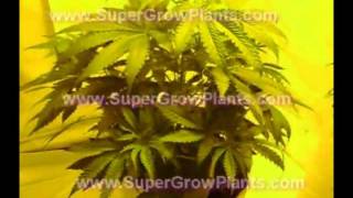 How to grow Marijuana/Weed AMS in Flower MUST See!!