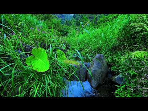 Mountain Stream Nature Sounds | Flowing River, Forest Ambience for Relaxing, Gentle Water Sounds