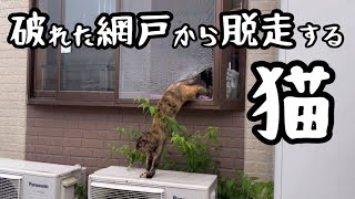 猫たちに破られた網戸が良い感じの猫穴になっています