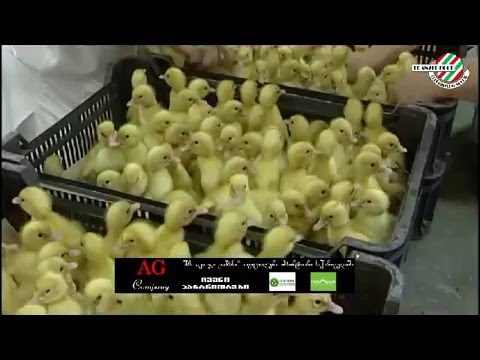 იხვის ფერმა უნგრეთში