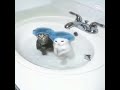 cats edit #gatos #memes #humor #parati