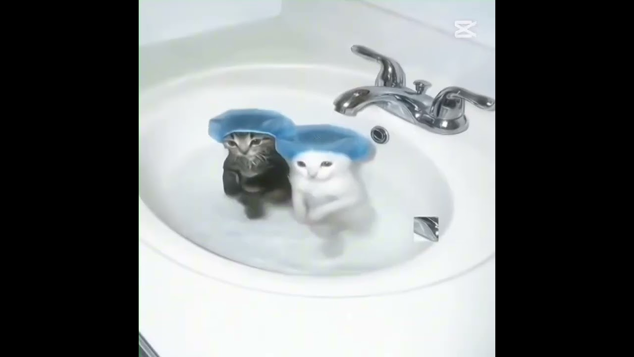 cats edit #gatos #memes #humor #parati