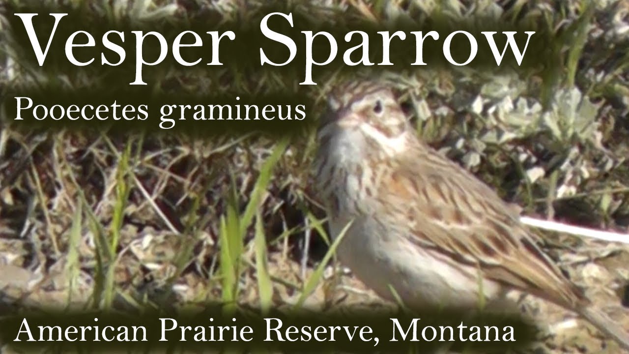 Vesper Sparrow (Pooecetes gramineus), American Prairie Reserve, Montana