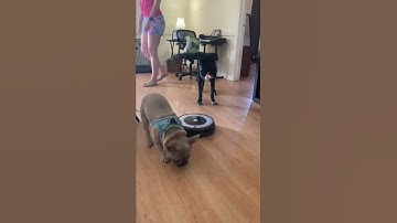Dog Vomit Gets Instantly Scooped Up by Robot || ViralHog